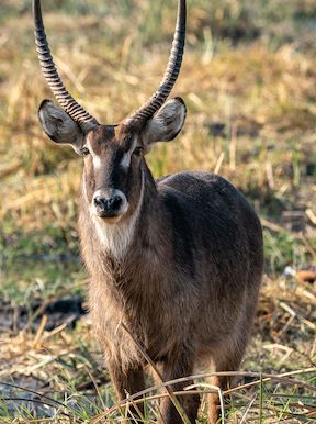 Wilderness Linyanti Tented Camp Botswana Wildlife Waterbuck