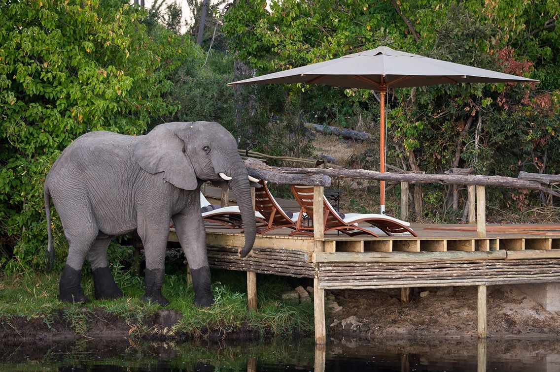 Little Tubu Botswana Elephant At Pool