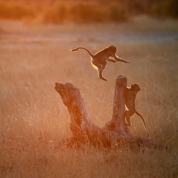 Wilderness Linkwasha Zimbabwe Baboon
