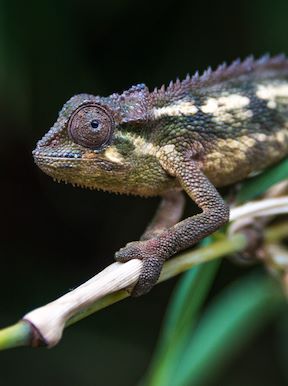 Wilderness Sabinyo Rwanda Wildlife Chameleon