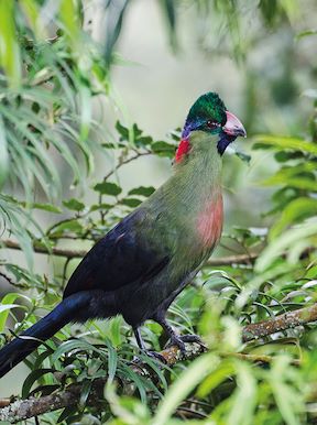 Wilderness Rwanda Wildlife Turaco