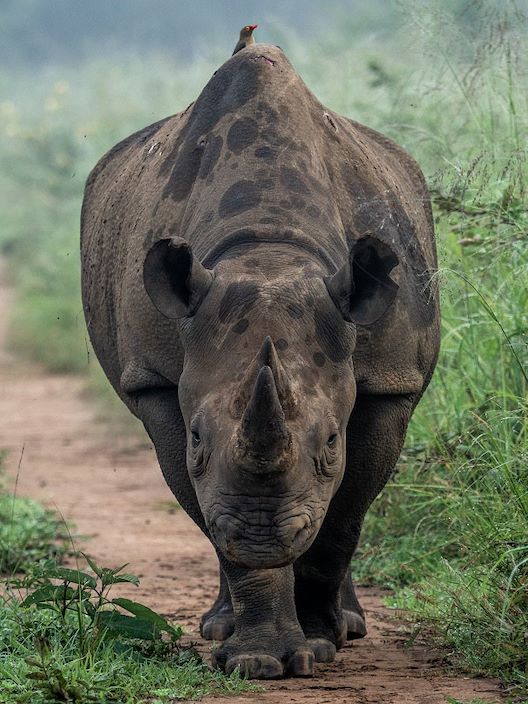Rhino In Akagera National Park, Rwanda