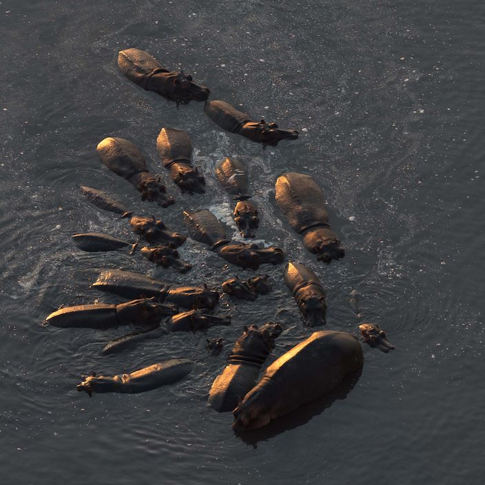 Wilderness Busanga Bush Camp Zambia Hippo Pod