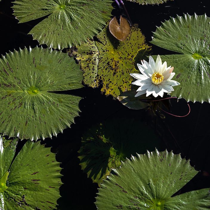 Wilderness Jacana Botswana Water Lily