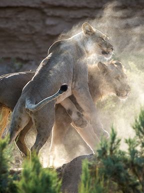 Wilderness Namibia Wildlife Desert Lions