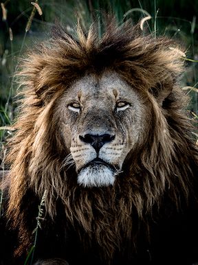 Vumbura Plains Botswana Wildlife Lion