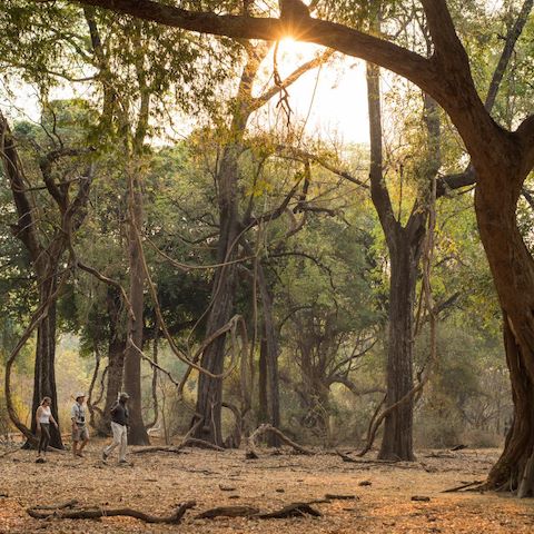 Golden light filters through tall albida forests