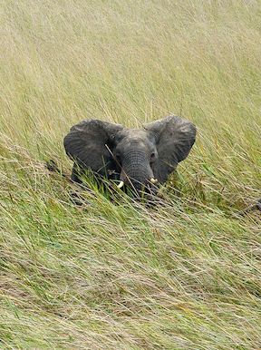 Wilderness Zambia Wildlife Elephant