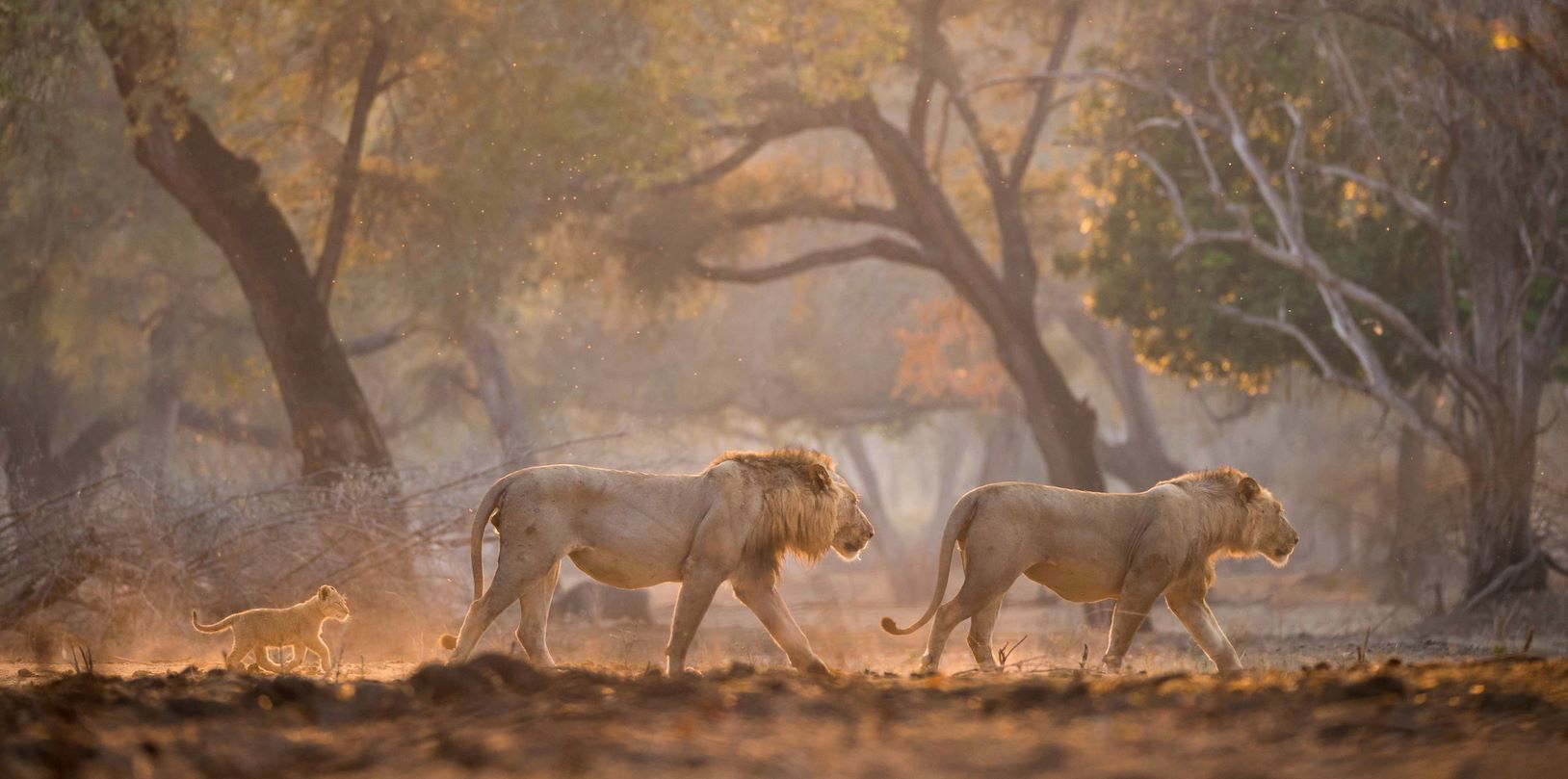 Wilderness Home Wildlife Lions Journeys