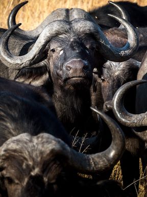 Wilderness Savuti Botswana Wildlife Buffalo