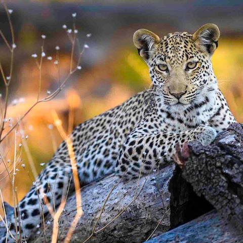 Leopard youngster relaxing on a dead tree