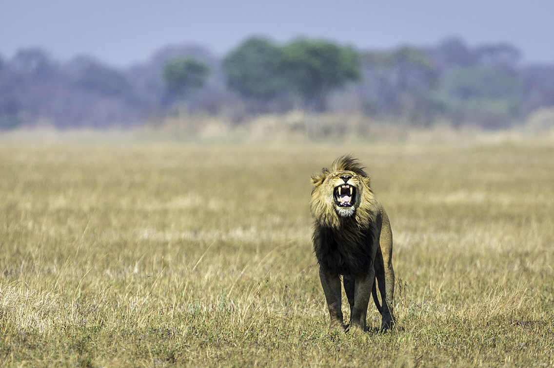 Why do male lions roar? - African Safaris Ltd