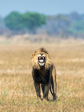 Wilderness Zambia Wildlife Lion