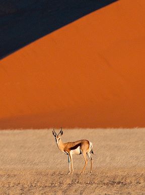 Wilderness Namibia Wildlife Springbok Dune
