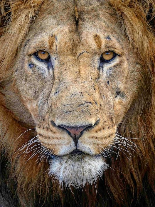 Wilderness Magashi Wildlife Lion