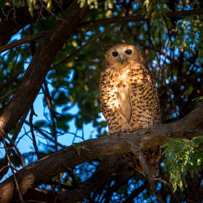 Wilderness Pelo Botswana Wildlife Pels Fishing Owl