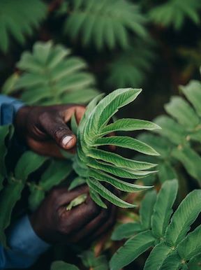 Wilderness impact reforestation at Bisate Reserve