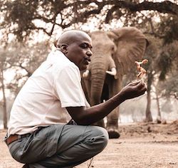 Wilderness guide on a nature walk with elephant in background