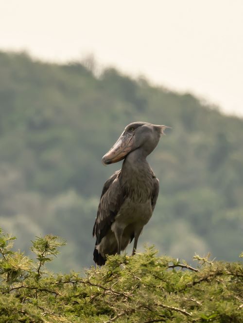 Wilderness Experiences Birding Rwanda Magashi Shoebill