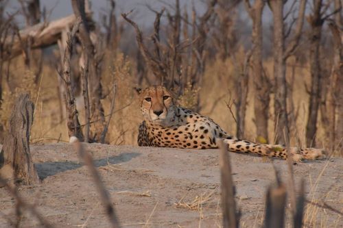 Wilderness Qorokwe Cheetah