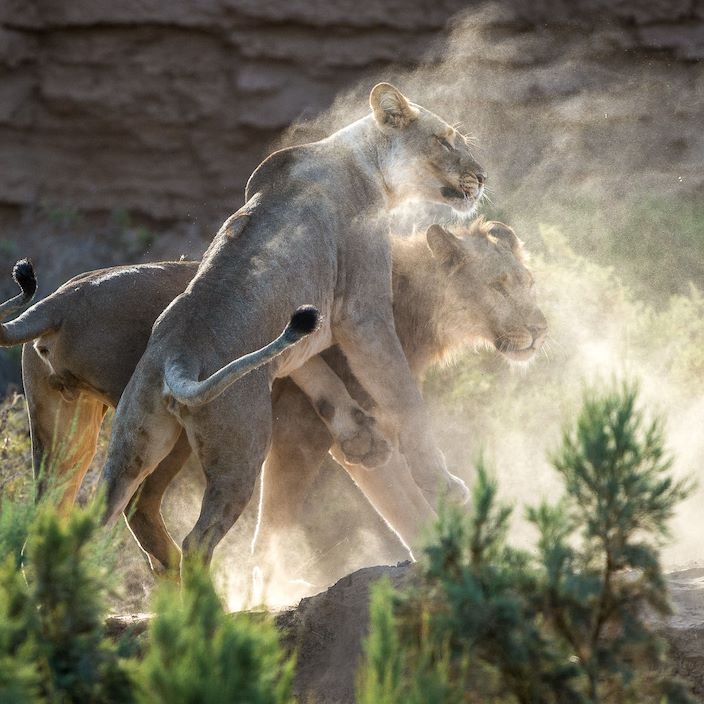 Wilderness Damaraland Camp Namibia Desert Lion