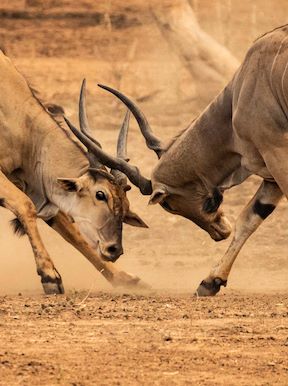 Wilderness Chikwenya Zimbabwe Wildlife Eland