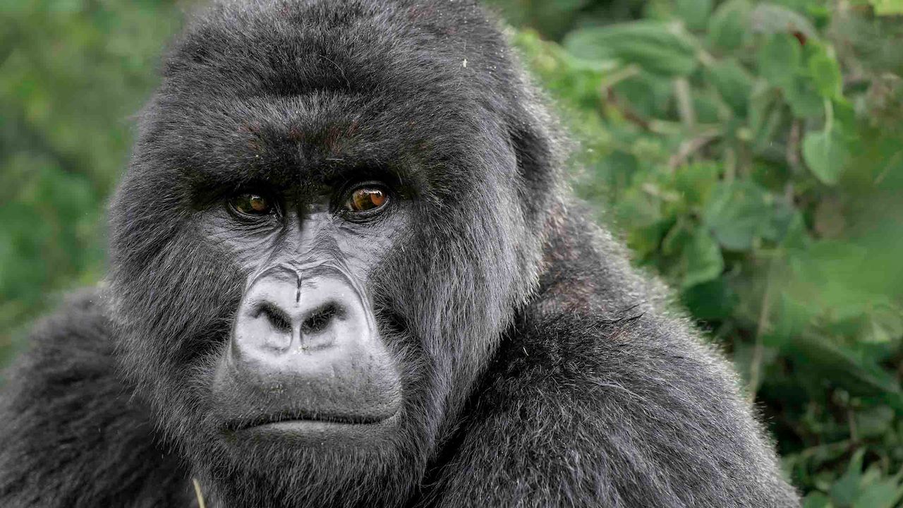 Mountain Gorilla at Wilderness Bisate Rwanda