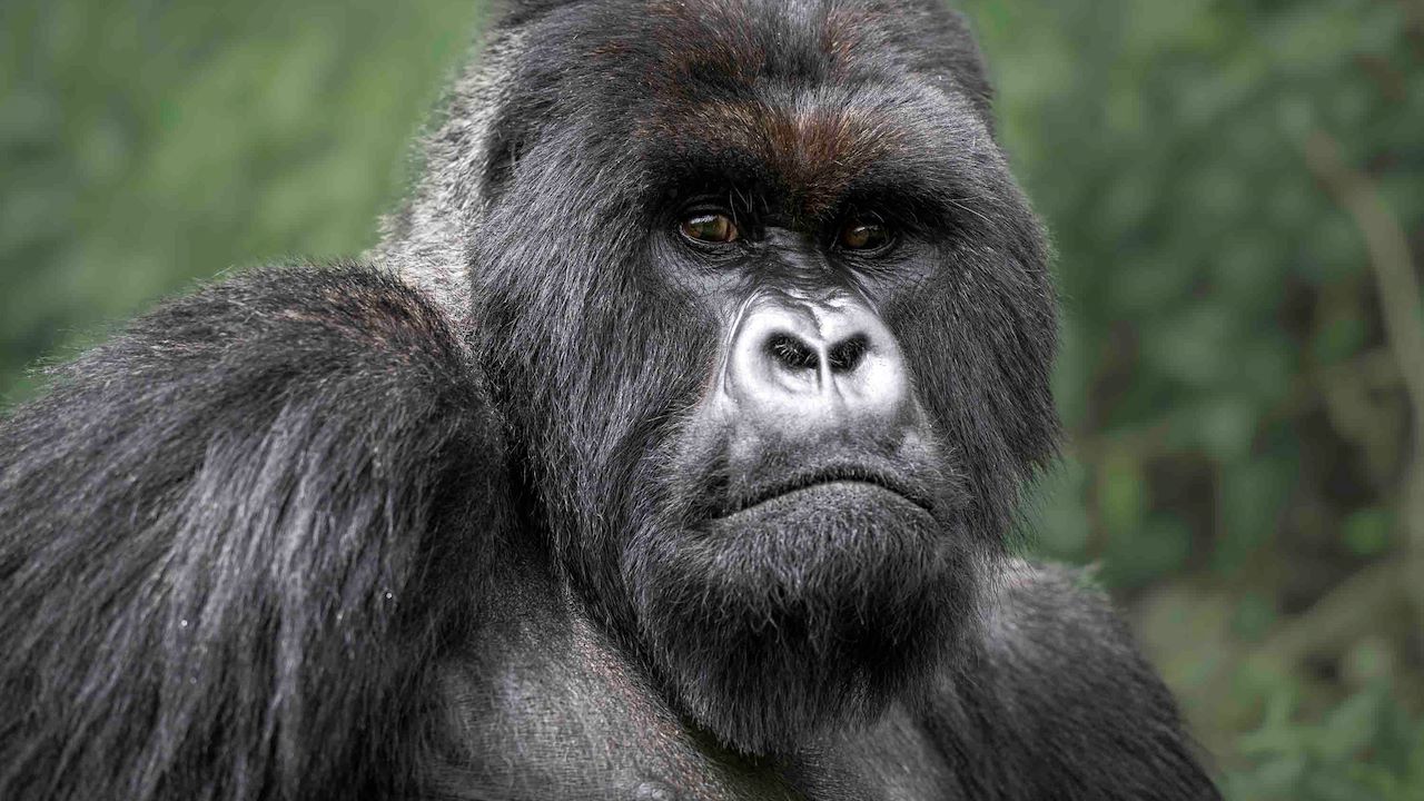 Mountain Gorilla at Wilderness Bisate Rwanda