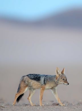 Wilderness Kulala Desert Lodge Namibia Wildlife Black Backed Jackel