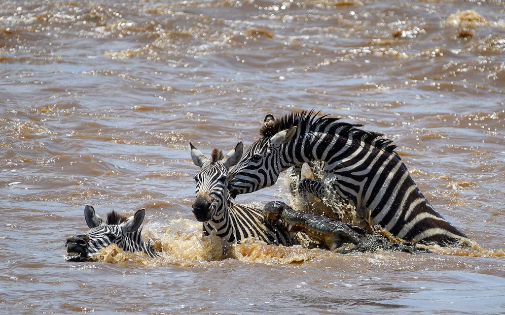 Zebra crossing river attacked by crocodile Serengeti