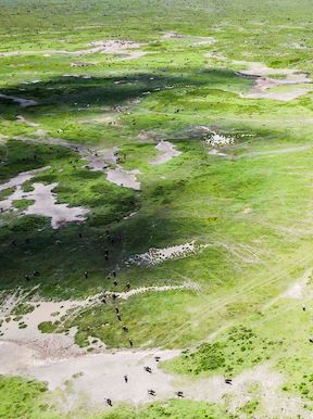 Wilderness Tanzania Habitat Grassland