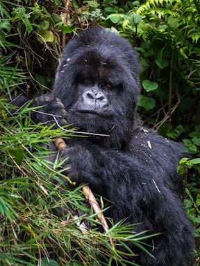 Wilderness Experiences Gorilla Trekking Rwanda