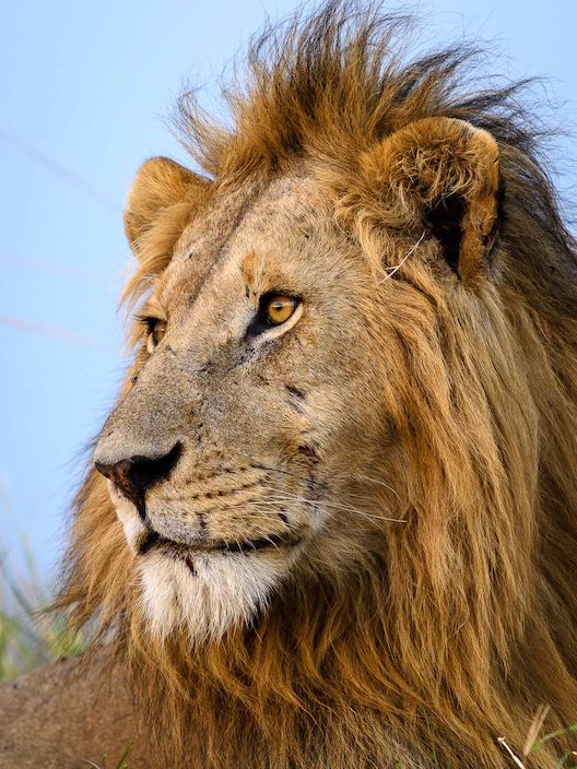 Wilderness Kenya Intro Wildlife Lion