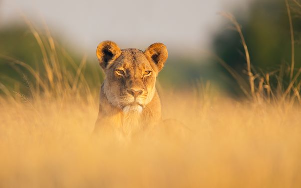 Wilderness Hwange Wildlife Lion