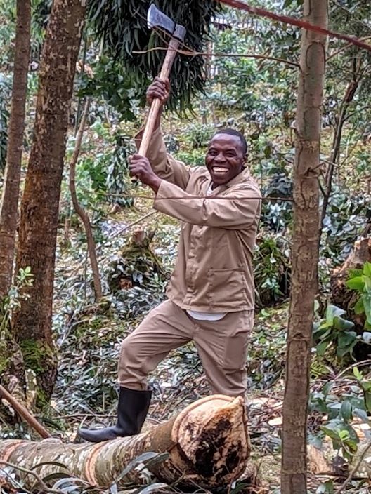 Happy Agronomist removing alien trees