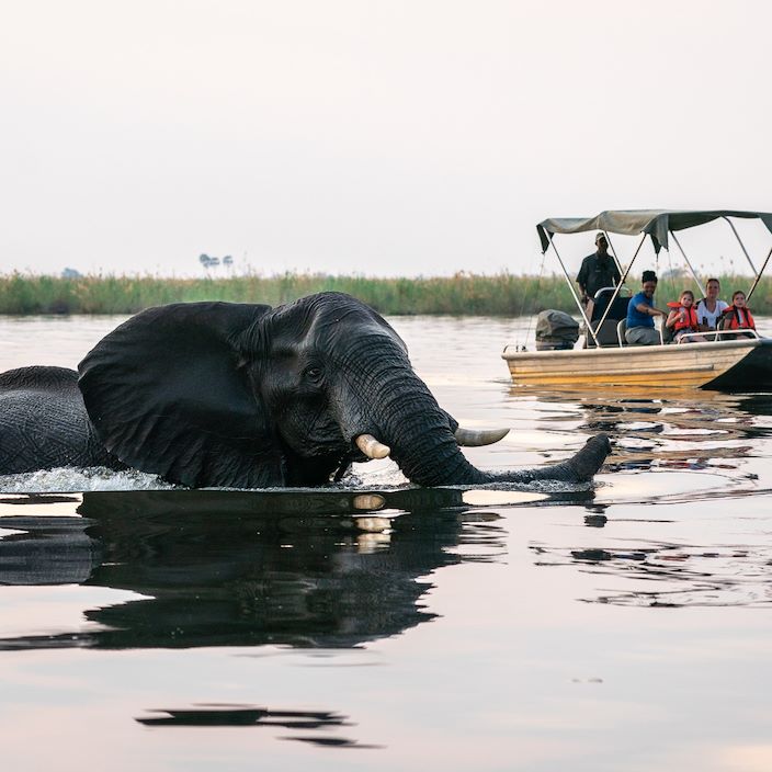 Wilderness Savuti Botswana Elephant In Channel