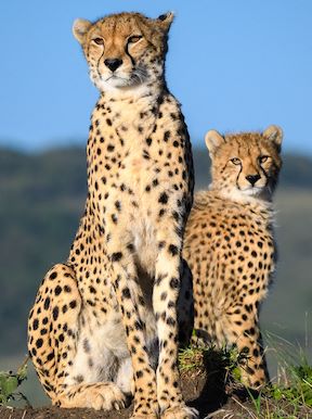 Wilderness Kenya Wildlife Cheetah