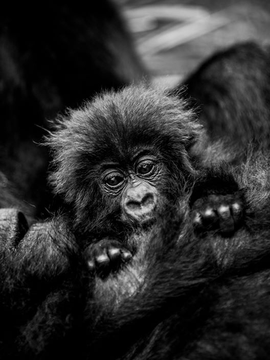 Wilderness Rwanda Wildlife Gorilla