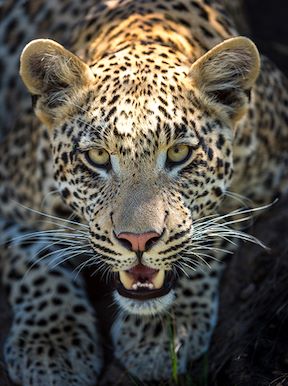Wilderness Botswana Okavango Wildlife Leopard