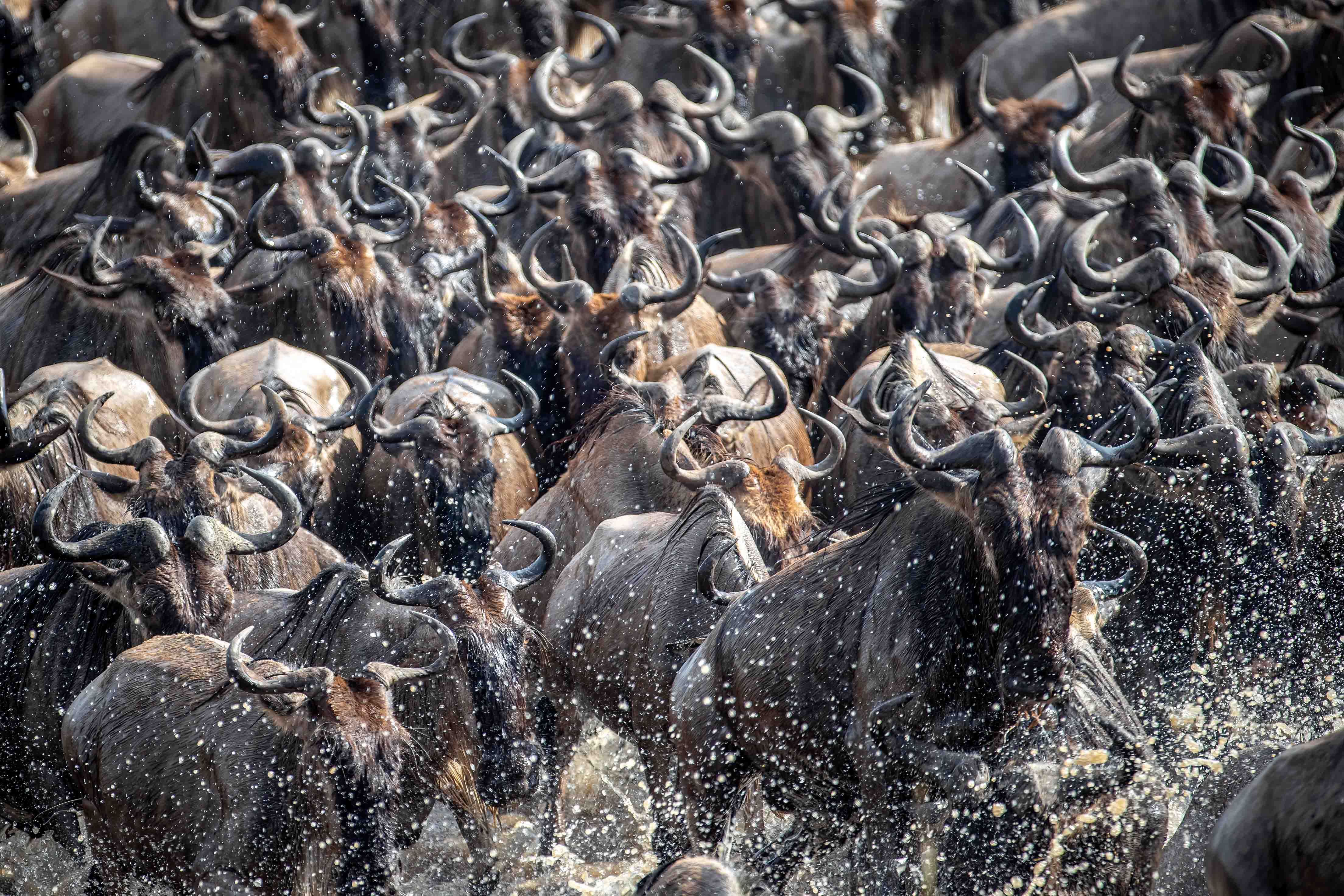 Wilderness Usawa Serengeti, the first luxury mobile camp in Tanzania