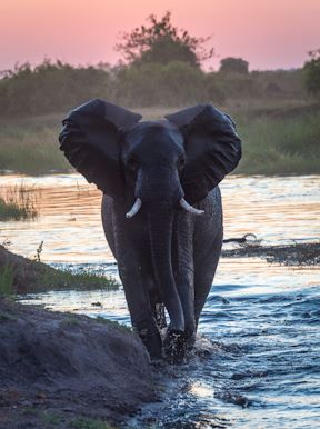 Wilderness Linyanti Tented Camp Botswana Wildlife Elephant