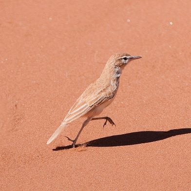 Wilderness Namibia Wildlife Dune Lark