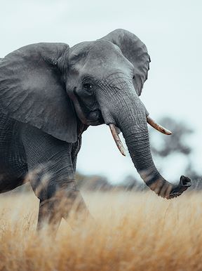 Wilderness Zimbabwe Wildlife Elephant