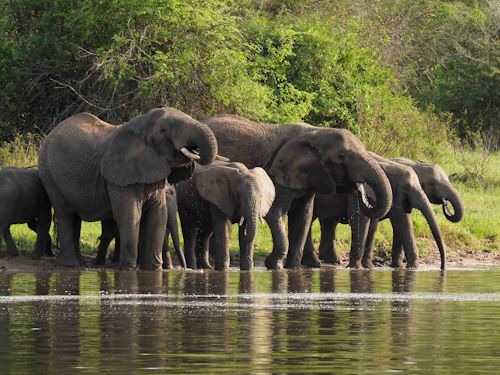 Wilderness Magashi Rwanda Elephant herd drinking