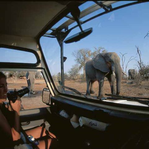 Games drives in the 80s in a closed safari vehicle