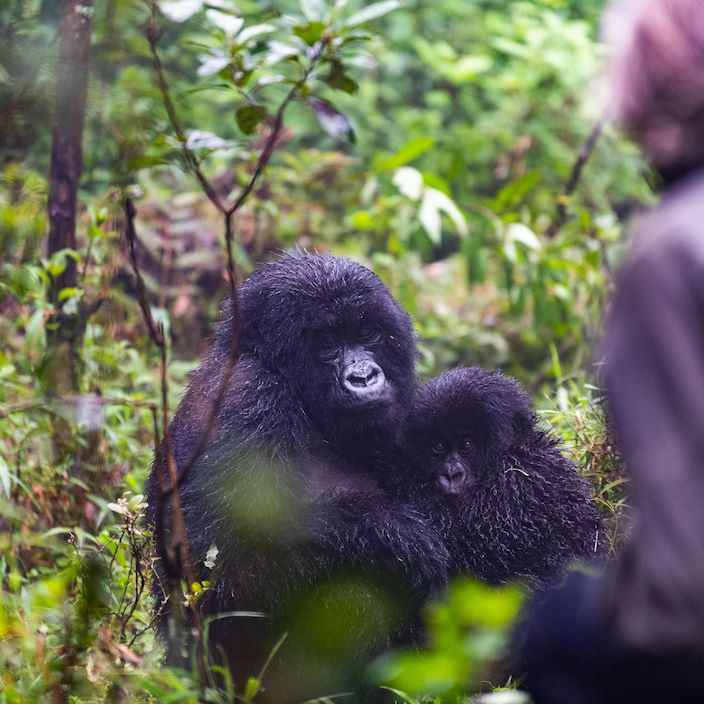 Wilderness Sabinyo Rwanda Gallery Gorilla And Baby