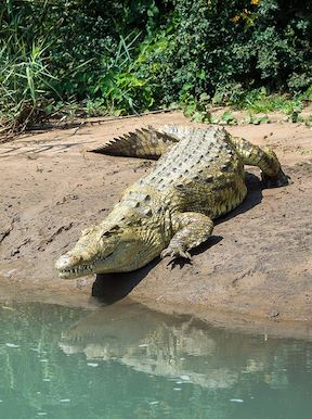 Wilderness Namibia Wildlife Nile Crocodile