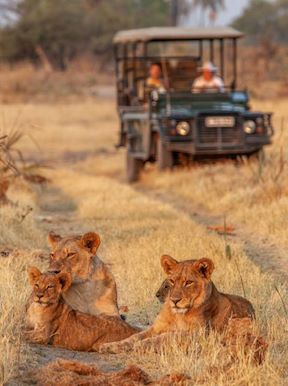 Wilderness Chitabe Botswana Activities Game Drives
