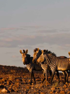 Zebra in the desert at Wilderness Rhino Camp
