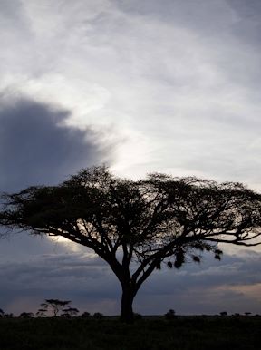 Acacia tree iconic woodlands of the Serengeti